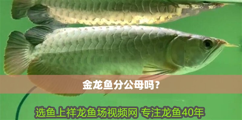 金龍魚分公母嗎？