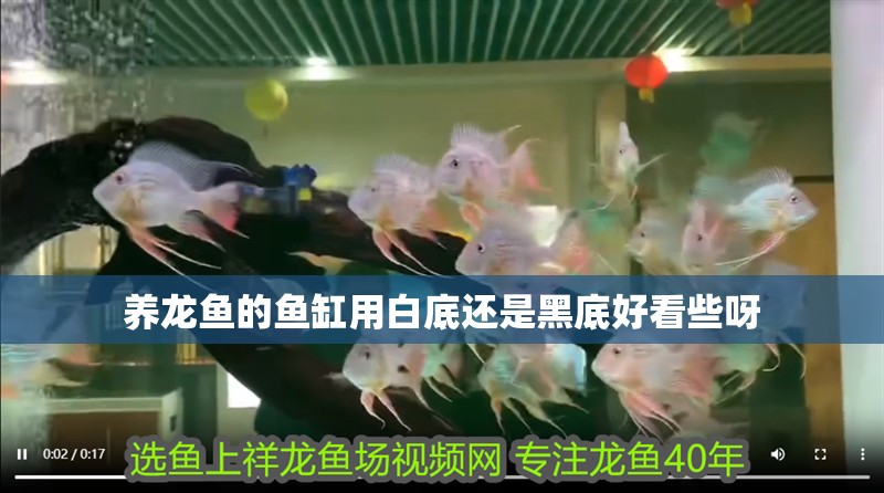 養(yǎng)龍魚的魚缸用白底還是黑底好看些呀