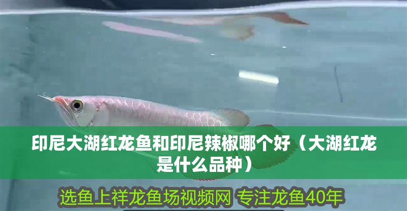印尼大湖紅龍魚和印尼辣椒哪個好（大湖紅龍是什么品種） 印尼大湖紅龍魚和印尼辣椒哪個好（大湖紅龍是什么品種） 大湖紅龍魚百科 第1張