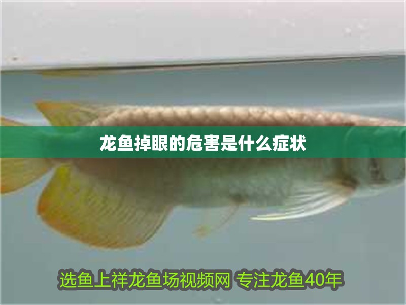 龍魚掉眼的危害是什么癥狀
