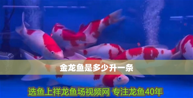 金龍魚是多少升一條