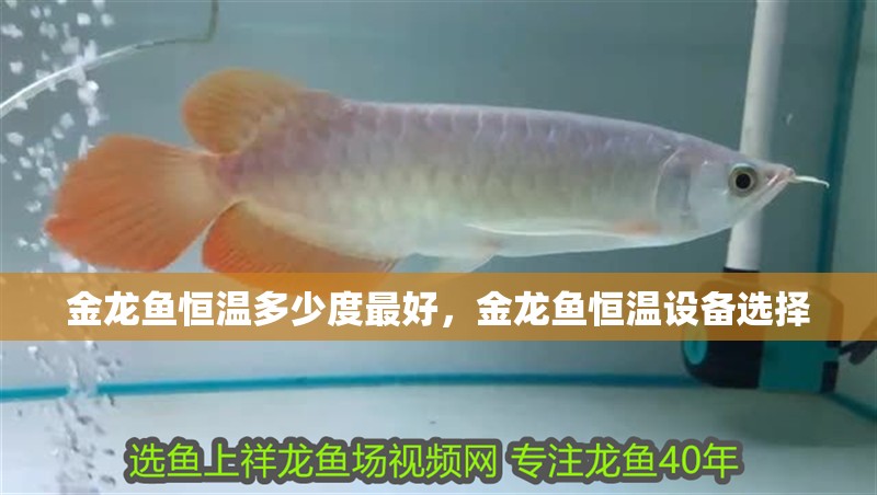 金龍魚恒溫多少度最好，金龍魚恒溫設備選擇 金龍魚恒溫多少度最好，金龍魚恒溫設備選擇 龍魚百科 第6張