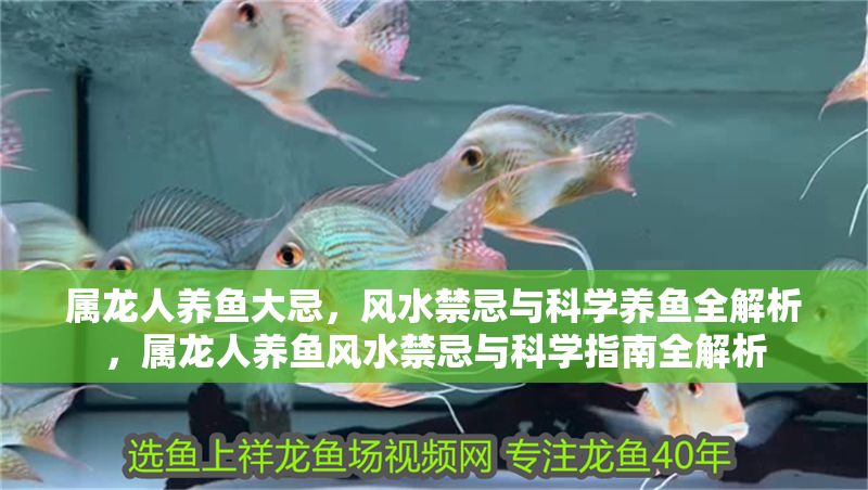 屬龍人養魚大忌，風水禁忌與科學養魚全解析，屬龍人養魚風水禁忌與科學指南全解析