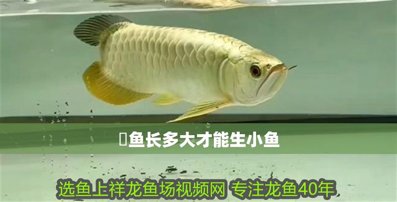 魟魚長多大才能生小魚 魟魚百科 第2張 魟魚長多大才能生小魚 魟魚長多大才能生小魚 魟魚百科 第2張
