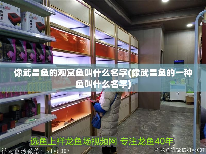 像武昌魚的觀賞魚叫什么名字(像武昌魚的一種魚叫什么名字)