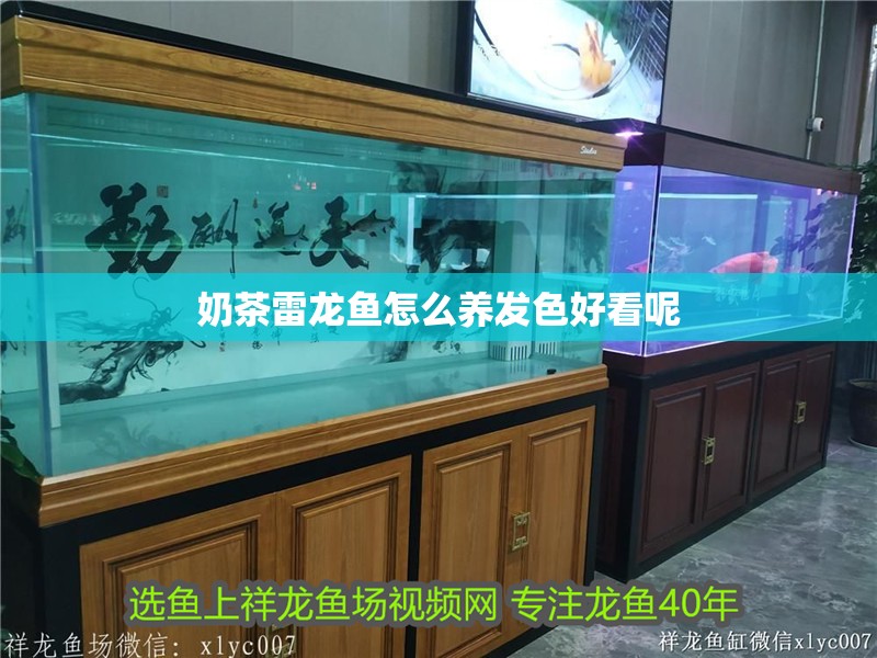 奶茶雷龍魚怎么養(yǎng)發(fā)色好看呢