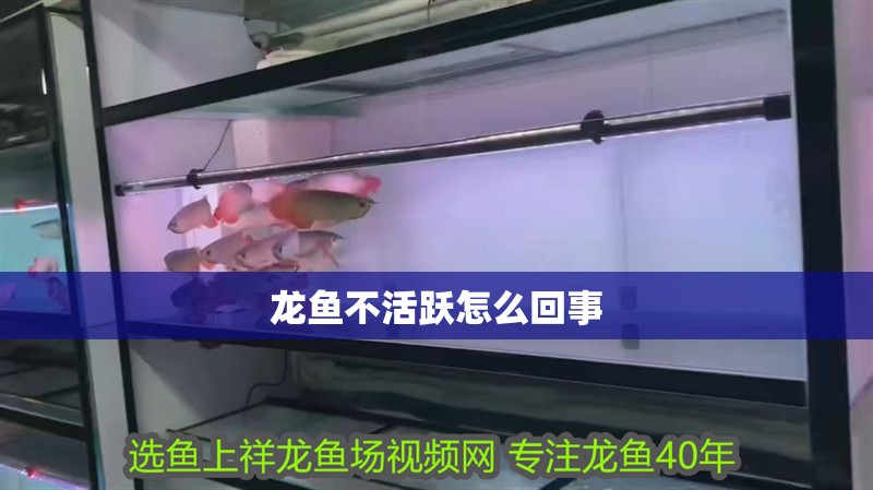 龍魚不活躍怎么回事
