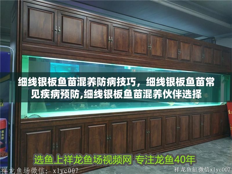 細線銀板魚苗混養(yǎng)防病技巧，細線銀板魚苗常見疾病預(yù)防,細線銀板魚苗混養(yǎng)伙伴選擇 細線銀板魚苗混養(yǎng)防病技巧，細線銀板魚苗常見疾病預(yù)防,細線銀板魚苗混養(yǎng)伙伴選擇 虎魚百科 第2張