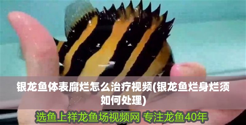 銀龍魚體表腐爛怎么治療視頻(銀龍魚爛身爛須如何處理)