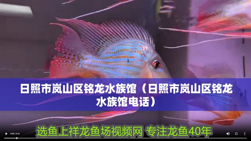 日照市嵐山區銘龍水族館(日照市嵐山區銘龍水族館電話) 全國水族館企業名錄 第2張 日照市嵐山區銘龍水族館(日照市嵐山區銘龍水族館電話) 日照市嵐山區銘龍水族館(日照市嵐山區銘龍水族館電話) 全國水族館企業名錄 第2張