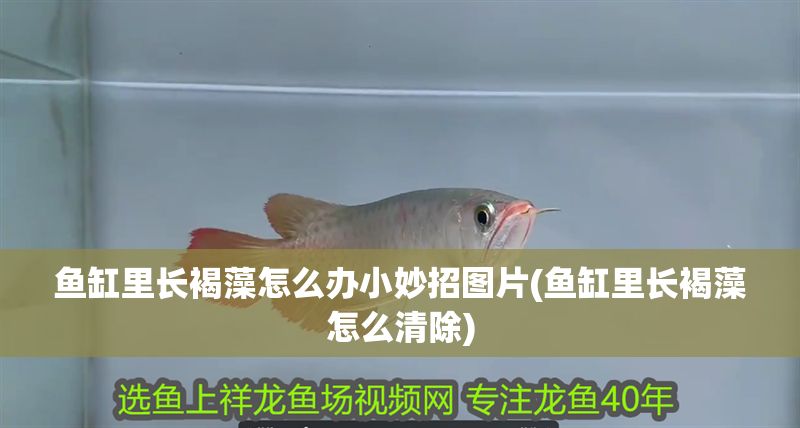詳細(xì)閱讀:魚(yú)缸里長(zhǎng)褐藻怎么辦小妙招圖片(魚(yú)缸里長(zhǎng)褐藻怎么清除) 魚(yú)缸里長(zhǎng)褐藻怎么辦小妙招圖片(魚(yú)缸里長(zhǎng)褐藻怎么清除)