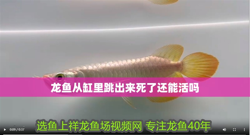 龍魚從缸里跳出來死了還能活嗎