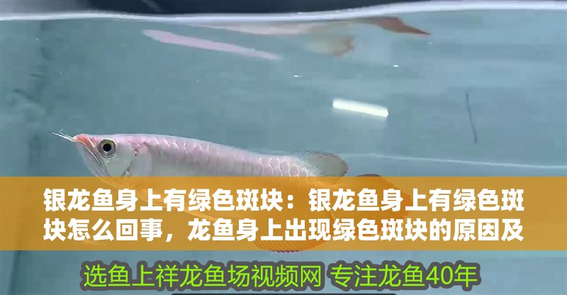 銀龍魚身上有綠色斑塊：銀龍魚身上有綠色斑塊怎么回事，龍魚身上出現綠色斑塊的原因及處理方法 銀龍魚身上有綠色斑塊：銀龍魚身上有綠色斑塊怎么回事，龍魚身上出現綠色斑塊的原因及處理方法 水族問答