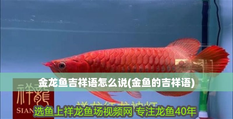 金龍魚吉祥語怎么說(金魚的吉祥語)