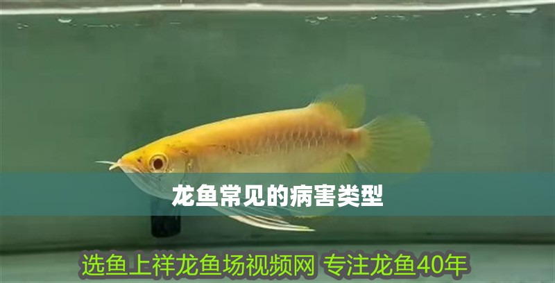 龍魚常見的病害類型