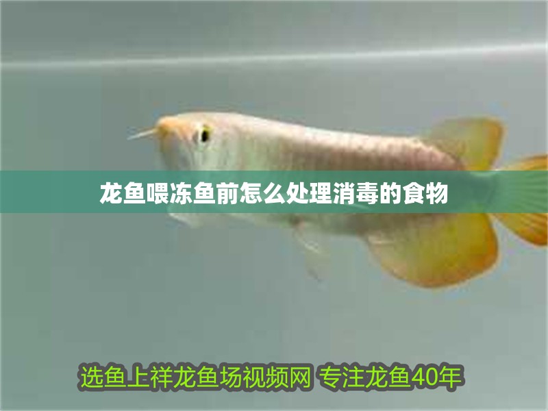 龍魚喂凍魚前怎么處理消毒的食物 龍魚喂凍魚前怎么處理消毒的食物 龍魚百科 第2張