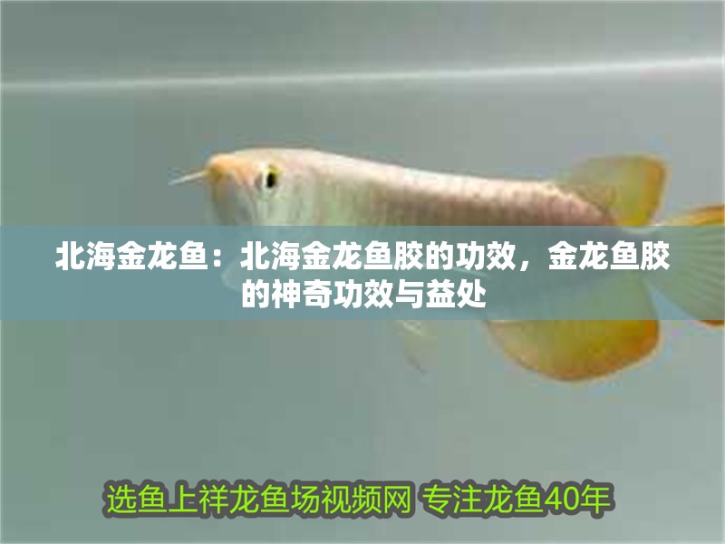 北海金龍魚：北海金龍魚膠的功效，金龍魚膠的神奇功效與益處 北海金龍魚：北海金龍魚膠的功效，金龍魚膠的神奇功效與益處 水族問答
