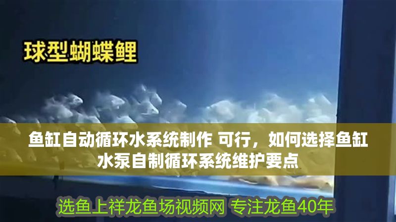 魚缸自動循環水系統制作 可行，如何選擇魚缸水泵自制循環系統維護要點