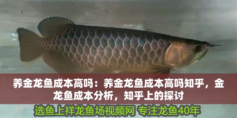 養(yǎng)金龍魚(yú)成本高嗎：養(yǎng)金龍魚(yú)成本高嗎知乎，金龍魚(yú)成本分析，知乎上的探討