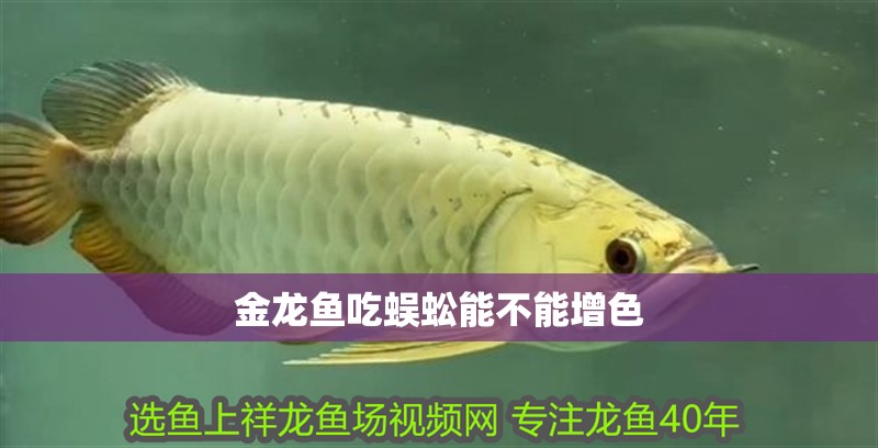 金龍魚吃蜈蚣能不能增色