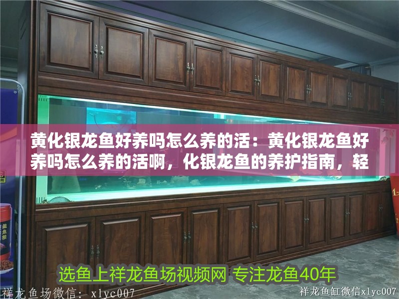 黃化銀龍魚好養嗎怎么養的活：黃化銀龍魚好養嗎怎么養的活啊，化銀龍魚的養護指南，輕松養出健康活潑的