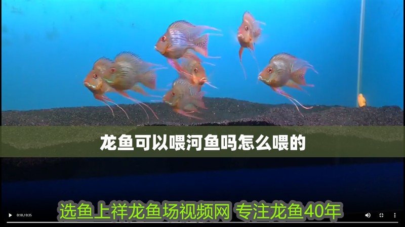 龍魚可以喂河魚嗎怎么喂的 龍魚百科 第4張 龍魚可以喂河魚嗎怎么喂的 龍魚可以喂河魚嗎怎么喂的 龍魚百科 第4張