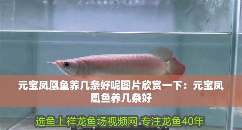 元寶鳳凰魚養幾條好呢圖片欣賞一下：元寶鳳凰魚養幾條好