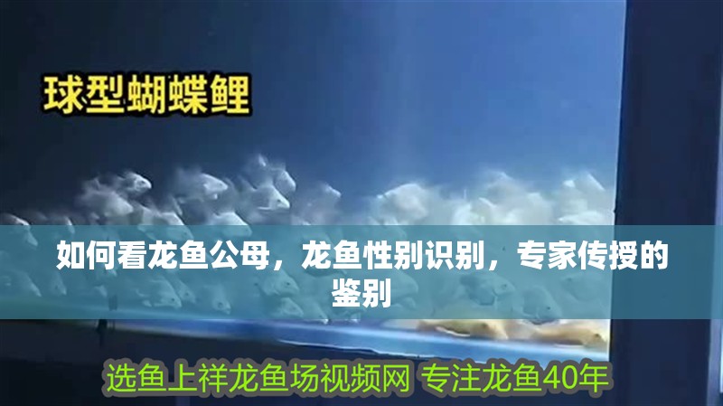 如何看龍魚公母，龍魚性別識別，專家傳授的鑒別