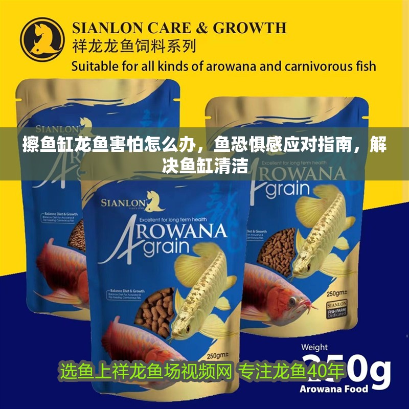 擦魚缸龍魚害怕怎么辦，魚恐懼感應對指南，解決魚缸清潔