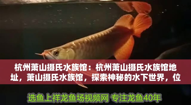 杭州蕭山攝氏水族館：杭州蕭山攝氏水族館地址，蕭山攝氏水族館，探索神秘的水下世界，位于風景如畫的杭州蕭