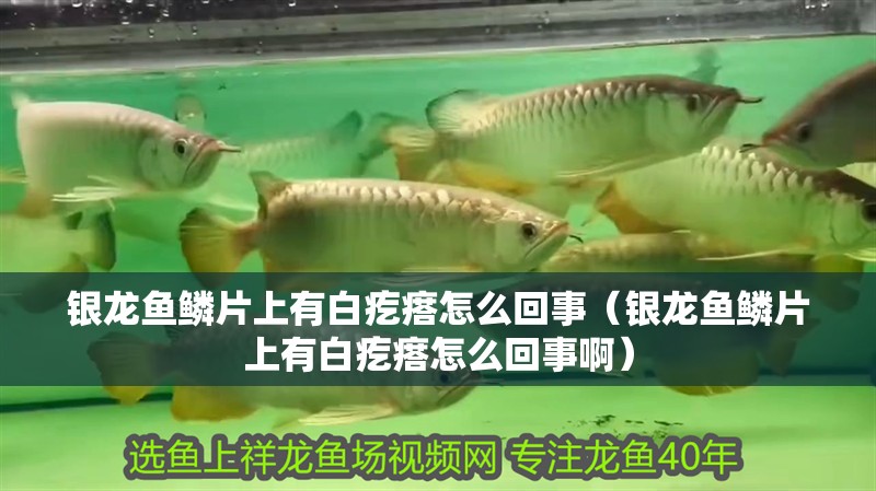 銀龍魚鱗片上有白疙瘩怎么回事（銀龍魚鱗片上有白疙瘩怎么回事啊）