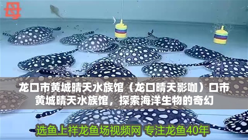 龍口市黃城晴天水族館（龍口晴天影咖）口市黃城晴天水族館，探索海洋生物的奇幻