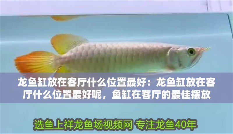 龍魚缸放在客廳什么位置最好:龍魚缸放在客廳什么位置最好呢,魚缸在客廳的最佳擺放 水族問答 龍魚缸放在客廳什么位置最好:龍魚缸放在客廳什么位置最好呢,魚缸在客廳的最佳擺放 龍魚缸放在客廳什么位置最好:龍魚缸放在客廳什么位置最好呢,魚缸在客廳的最佳擺放 水族問答