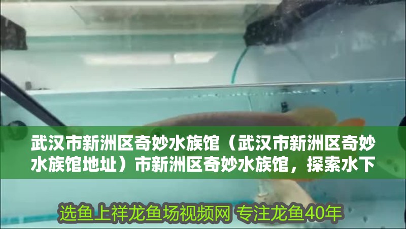 武漢市新洲區奇妙水族館（武漢市新洲區奇妙水族館地址）市新洲區奇妙水族館，探索水下奇觀，體驗