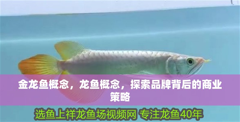 金龍魚概念，龍魚概念，探索品牌背后的商業(yè)策略