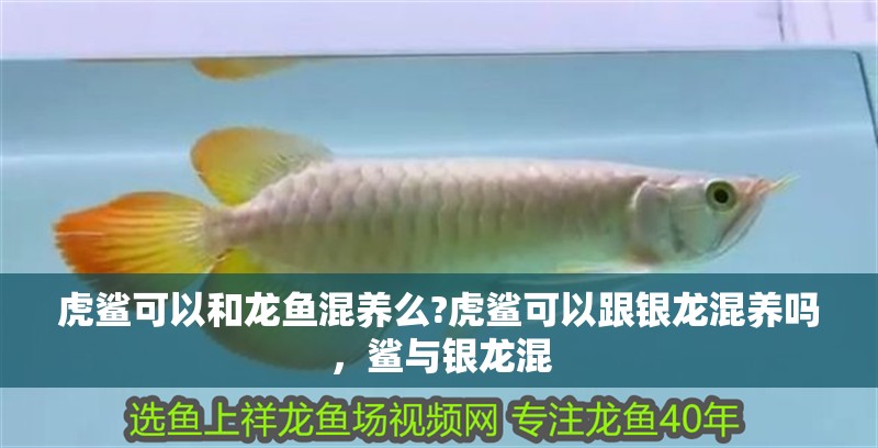 虎鯊可以和龍魚混養么?虎鯊可以跟銀龍混養嗎，鯊與銀龍混 虎鯊可以和龍魚混養么?虎鯊可以跟銀龍混養嗎，鯊與銀龍混 水族問答