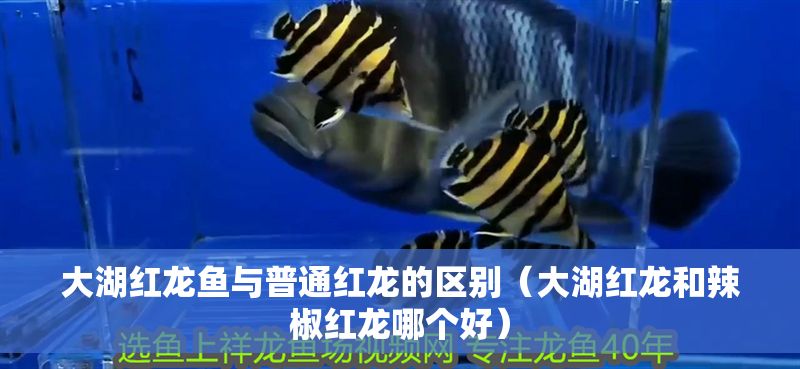 詳細(xì)閱讀:大湖紅龍魚(yú)與普通紅龍的區(qū)別(大湖紅龍和辣椒紅龍哪個(gè)好) 大湖紅龍魚(yú)與普通紅龍的區(qū)別(大湖紅龍和辣椒紅龍哪個(gè)好)