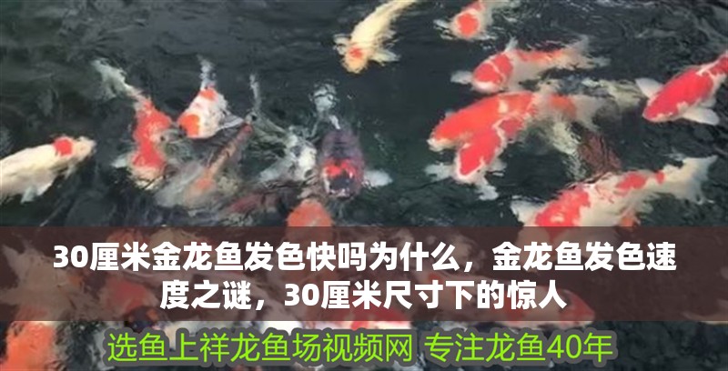 30厘米金龍魚發色快嗎為什么，金龍魚發色速度之謎，30厘米尺寸下的驚人