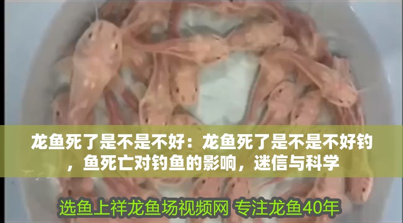 龍魚死了是不是不好：龍魚死了是不是不好釣，魚死亡對釣魚的影響，迷信與科學