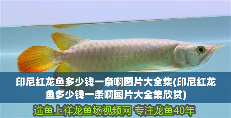 印尼紅龍魚多少錢一條啊圖片大全集(印尼紅龍魚多少錢一條啊圖片大全集欣賞) 印尼紅龍魚多少錢一條啊圖片大全集(印尼紅龍魚多少錢一條啊圖片大全集欣賞) 紅龍魚百科 第1張