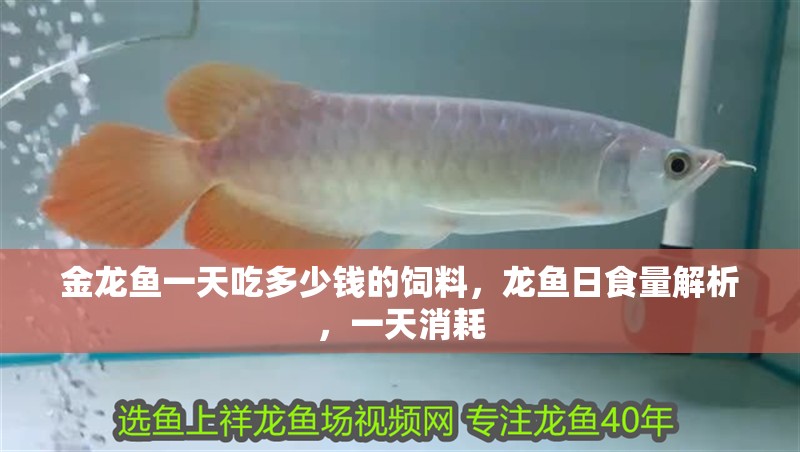 金龍魚(yú)一天吃多少錢(qián)的飼料，龍魚(yú)日食量解析，一天消耗