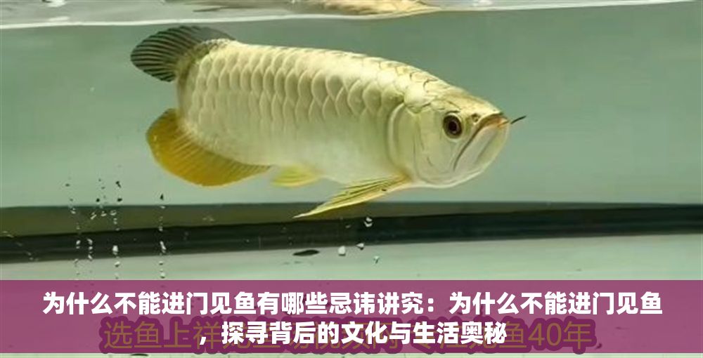 為什么不能進門見魚有哪些忌諱講究：為什么不能進門見魚，探尋背后的文化與生活奧秘
