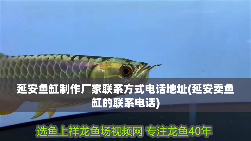 延安魚缸制作廠家聯(lián)系方式電話地址(延安賣魚缸的聯(lián)系電話)