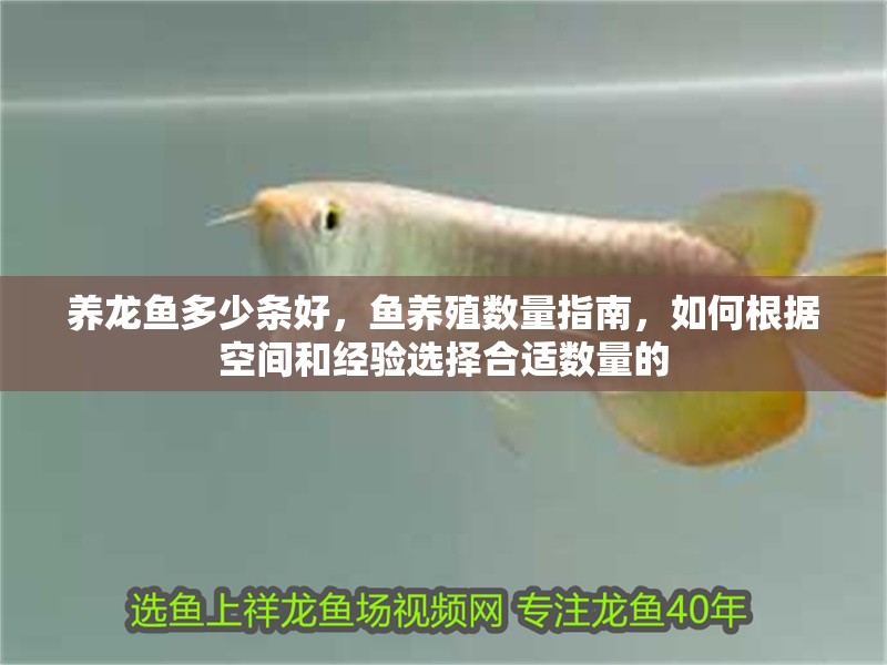 養龍魚多少條好，魚養殖數量指南，如何根據空間和經驗選擇合適數量的