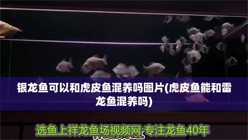 銀龍魚可以和虎皮魚混養(yǎng)嗎圖片(虎皮魚能和雷龍魚混養(yǎng)嗎)
