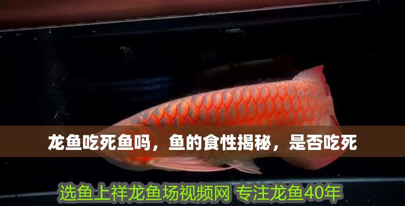 龍魚吃死魚嗎，魚的食性揭秘，是否吃死