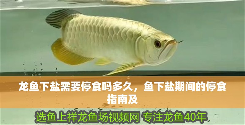 龍魚下鹽需要停食嗎多久，魚下鹽期間的停食指南及