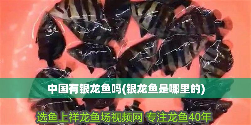 中國有銀龍魚嗎(銀龍魚是哪里的) 中國有銀龍魚嗎(銀龍魚是哪里的) 銀龍魚百科 第1張