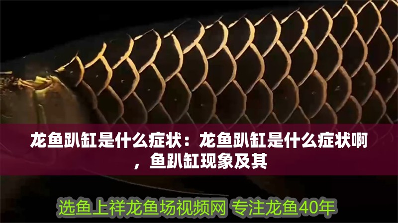 龍魚趴缸是什么癥狀：龍魚趴缸是什么癥狀啊，魚趴缸現象及其