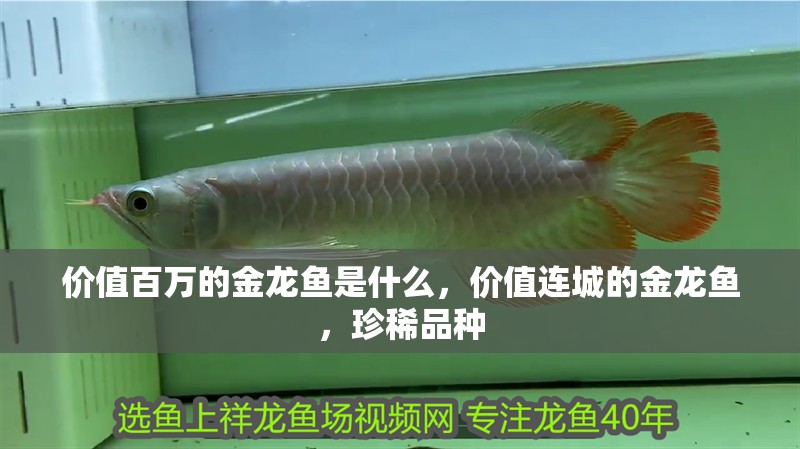 價值百萬的金龍魚是什么，價值連城的金龍魚，珍稀品種